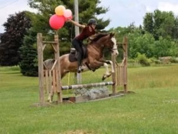 Hing, Pinto horses