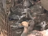 Geese — foto 2