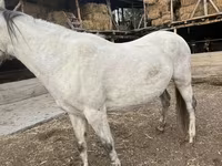 Klisna, Tersk horse — foto 1