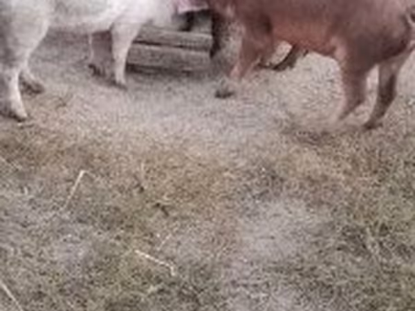 Boar, Дюрок