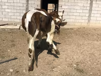 İnək, Simmental cattle — foto 3