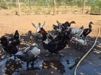 Ducks — الصورة 2
