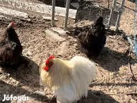 Pekin-Zwerg — Foto 1