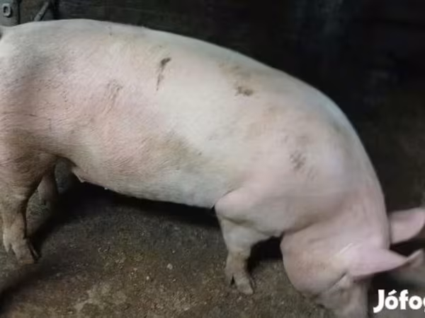 Sow, Pigs — Hungary