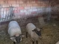 Schaf, White Suffolk sheep — Foto 1