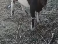 Billy Goat, Nigerian dwarf goats — photo 2