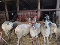 Sheep, Ile-de-France sheep — photo 6