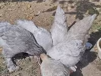 Brahma — photo 3