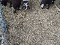 Goats (batch, sex not specified), Goats — photo 2