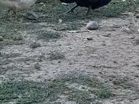 Ausztrál foltos — 1. fotó