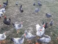 Chickens — zdjęcie 4