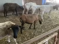 Schaf, Cameroon sheep — Foto 2