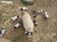 Boar, Вьетнамская вислобрюхая — photo 5
