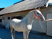 घोड़ा, Lipizzaner — फ़ोटो 5