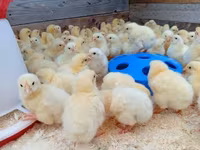 Chickens — photo 1