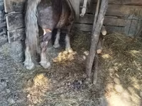 Caballo, Caballos — foto 2