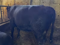 Taureau, Vache rouge sans cornes — photo 3