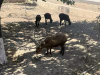 Beran, Ovce — foto 1