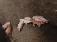 Boar, Pigs — photo 5