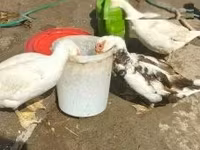 үйрек тұқымды мускус тауық — 2-сурет