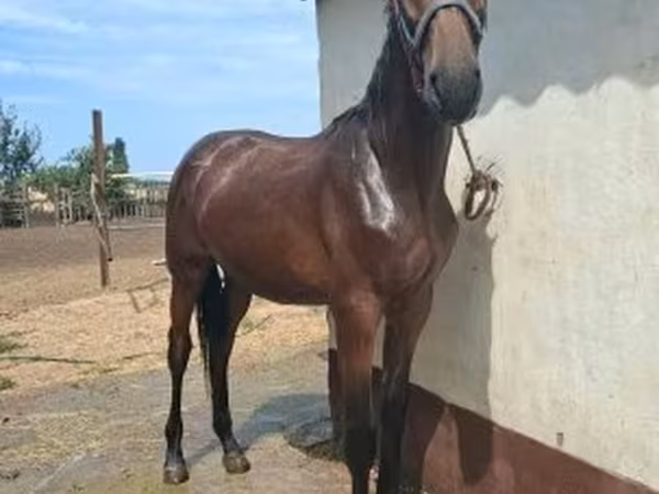 Hing, Nonius horse — Magyarország