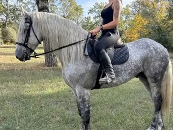 Hing, Andalusian horse