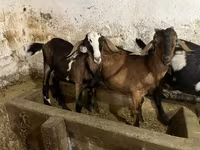 公山羊, Nubian Goat — 照片 4