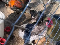 Marans — 1. fotó