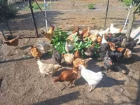 Chickens — foto 6