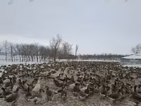 Turkeys — फ़ोटो 6