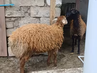 母羊, Sheep — 照片 6