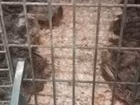 Quails — 照片 4