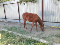 母马, Horses — 照片 2