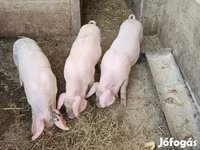 Pigs (batch, sex not specified), Pigs — photo 3