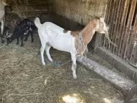 Goat, Goats — photo 2