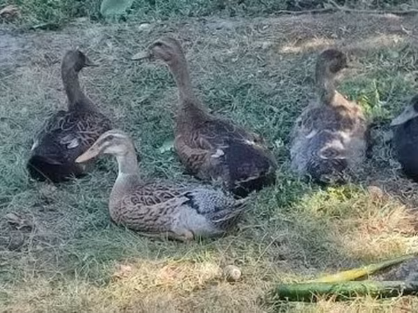 Indický Runner