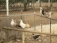 Turkeys — 3. fotó