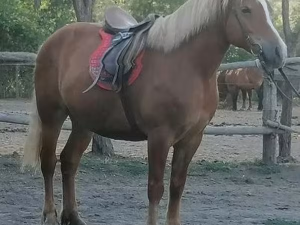 Бие, Haflinger