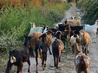 Goat, Damask goat — photo 8