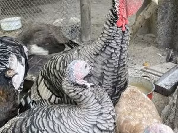 Turkeys — Magyarország