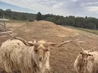 كبش, Racka sheep — الصورة 1