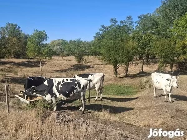 Tehén, Holstein fajta — Magyarország
