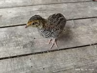 Quails — photo 8