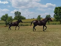 Caballo, American paint horse — foto 3