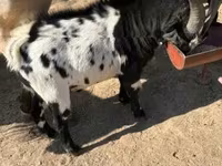 母山羊, Dutch Landrace goats — 照片 4