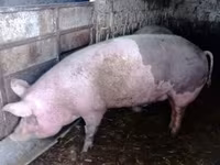 母猪, Pigs — 照片 1
