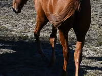 Égua, Quarter Horse — foto 5