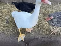 Ducks — 2. fotó