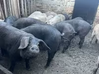 Boar, Pigs — photo 2