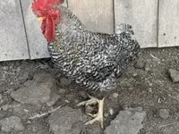 Chickens — photo 1